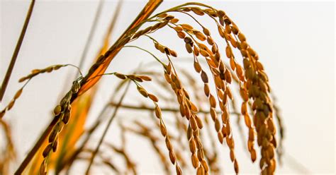 Achieving Sustainable Healthy Food Systems | Economic and Political Weekly