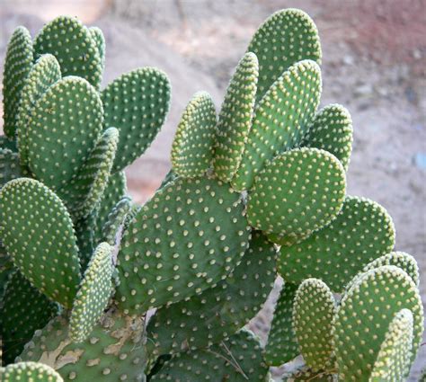 Complete Opuntia Care and Species Guide: The Most Versatile Cactus for ...