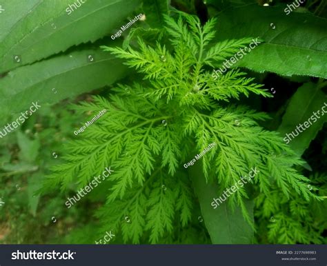 Artemisia Annua 300 Seeds Sweet Annie Sagewort Wormwood