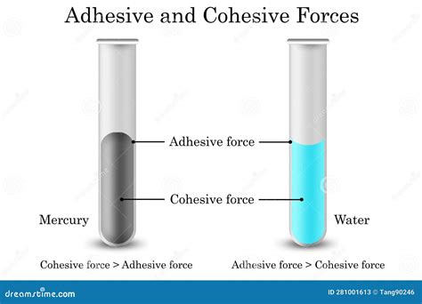 Adhesive Vs Cohesive