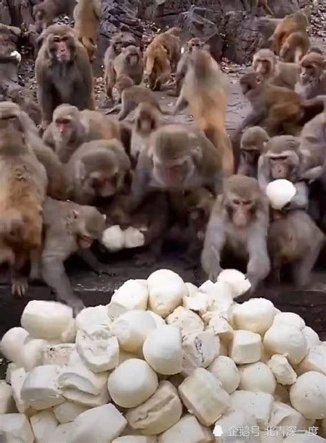 南太行山猕猴：游客投喂水果，它努力去接，结果实在太出乎意料|猕猴谷|猕猴|游客_新浪新闻