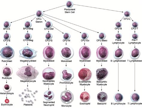 Image result for Blood Cell Lineage Chart