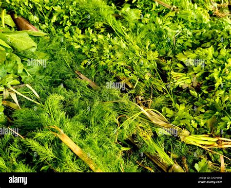 Apiaceae, Umbelliferae is a family of mostly aromatic flowering plants ...