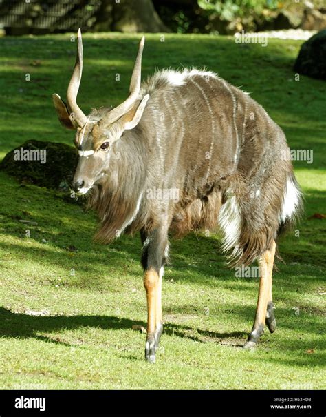 Nyala (Tragelaphus angasii), also called inyala is a spiral-horned ...