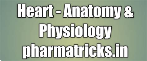 Heart Anatomy & Physiology ( Test 10 )