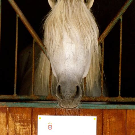 LUSITANOS RIDING CENTRE (2026) All You Need to Know BEFORE You Go (with ...