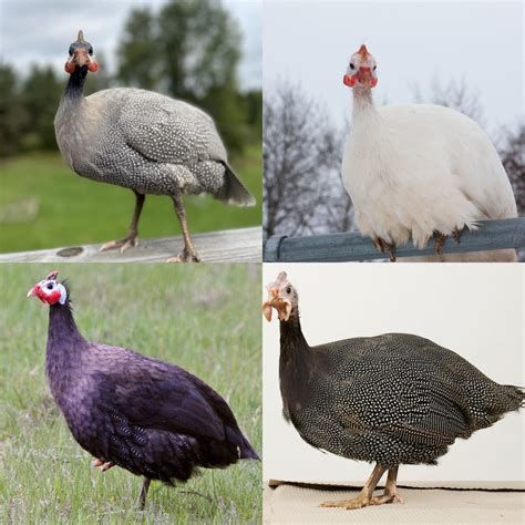 White African Guinea Fowl For Sale | Cackle Hatchery®