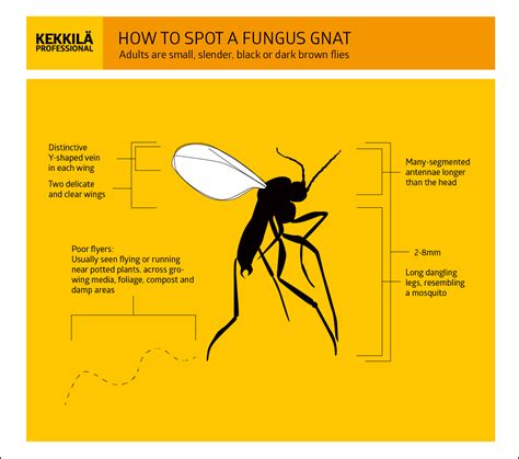 The control of fungus gnats in your greenhouse - Kekkilä Professional