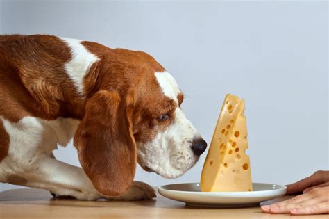 Can Dogs Eat Cheese