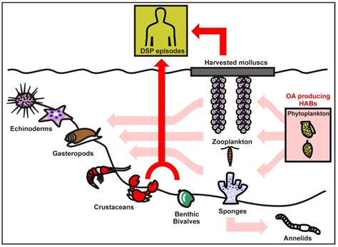 Okadaic Acid Meet and Greet: An Insight into Detection Methods ...