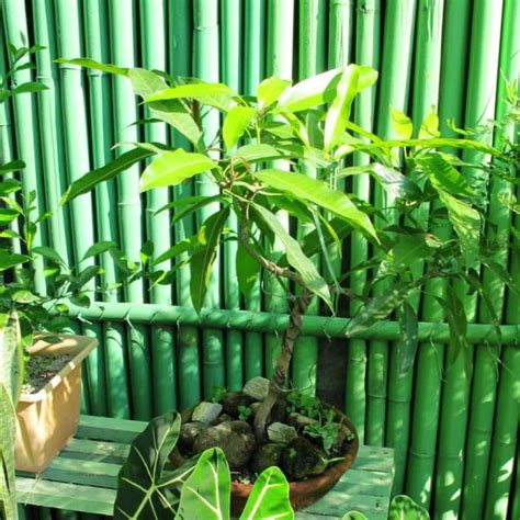 Bonsai Mango Tree 的图像结果