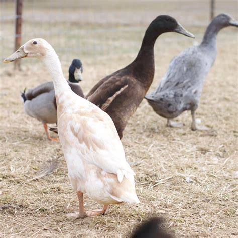 The Ultimate Breed Guide For The Indian Runner Duck | The Rustic Elk