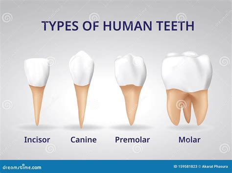 Types of Human Teeth, Human Bone Anatomy, 3D Realistic Vector Stock ...