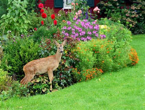 7 Plants That Repel Deer