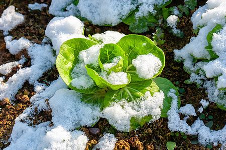 你知道黑塌菜吗？这种冰雪中生长的蔬菜，将登上北京市民的餐桌-足够资源