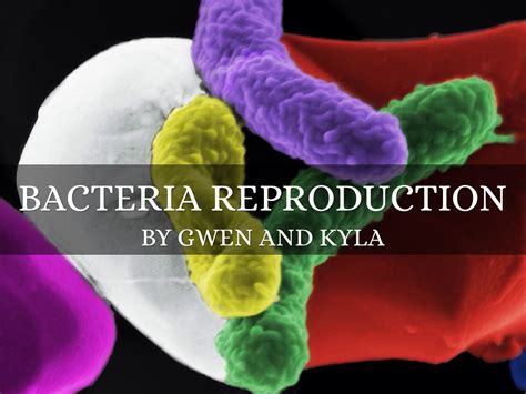 Image result for Bacteria Reproduction Animation