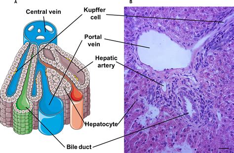 Frontiers | Maternal hepatic immunology during pregnancy