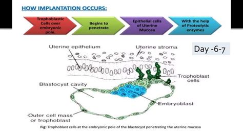 Image result for 2nd Week of Development