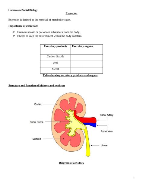 Image result for Chapter 12 Excretion