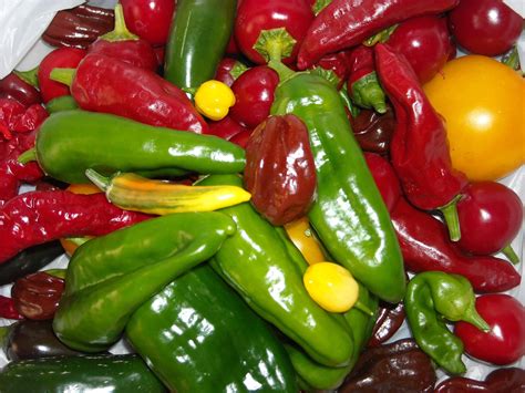 Bell Pepper Plant Varieties at Nicholas Olson blog