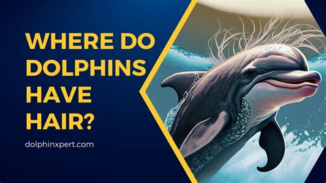Where Do Dolphins Have Hair? Do Dolphins Have Hair?