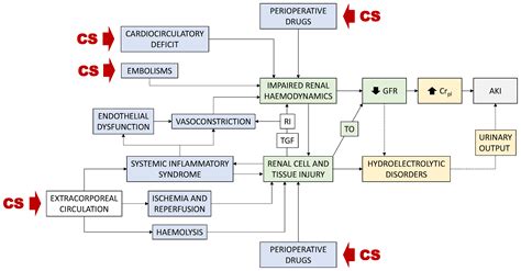 Diagnosis of Cardiac Surgery-Associated Acute Kidney Injury: State of ...