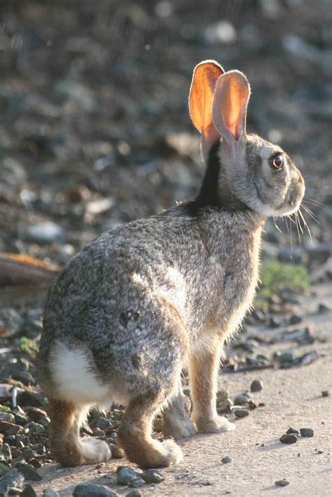 Conew - Rabbit (Photo by Greg Peterson) | Rabbit photos, Animals, Rabbit