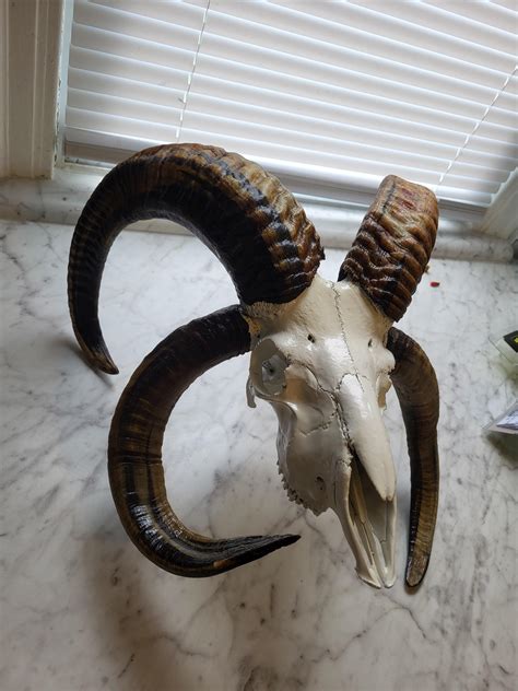 Oveja Jacob 4 Cuernos