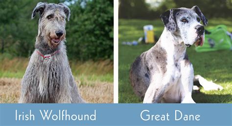 Which Is Bigger Great Dane Or Irish Wolfhound