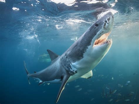 🔥 [50+] Shark Screensavers and Wallpapers | WallpaperSafari