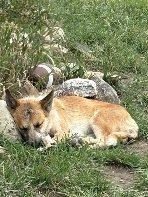 Dog survives mountain lion attack in Parshall, owner hopes to warn ...