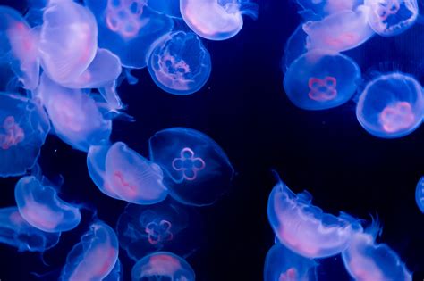 Image result for Jellyfish Tutorial C4d