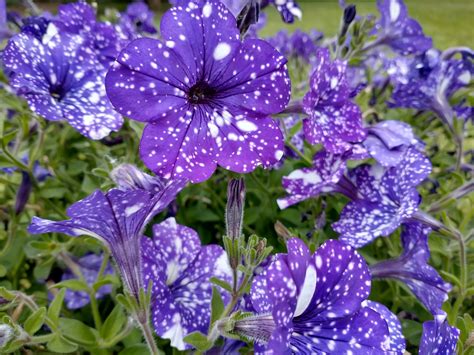 Purple & White Flowers - Roger Lipera Personal Website