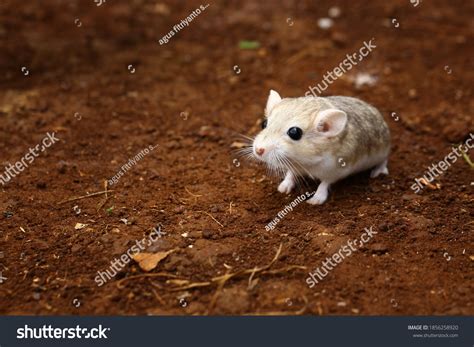106 Mongolian Hamster Images, Stock Photos & Vectors | Shutterstock
