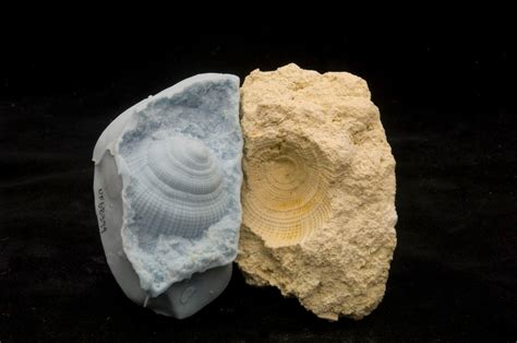 Phantom fossils: ancient impressions of marine organisms – Research News