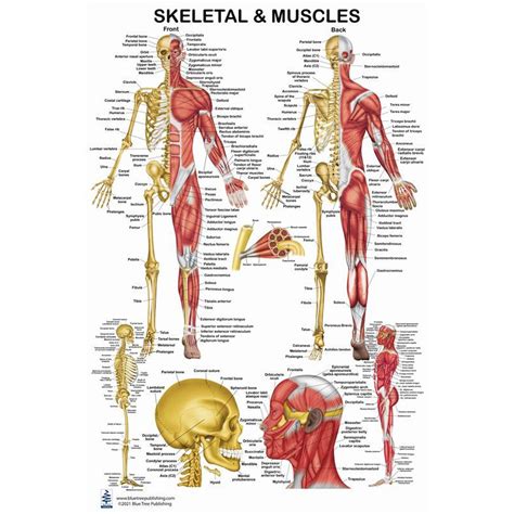 Image result for Skeletal Muscles