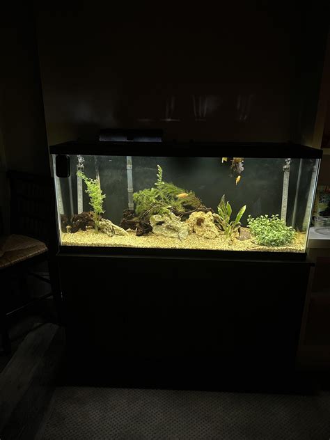 This is my setup..55 gallon with 2 red zebra cichlids.Still new to the ...