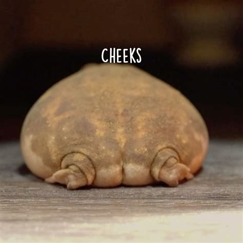 Cheeks of a Frog