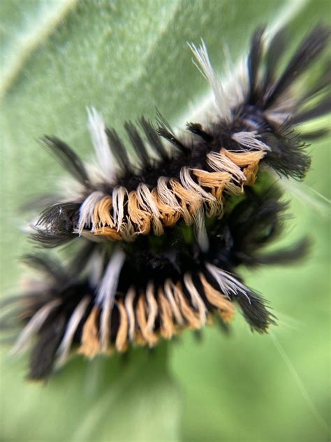 Very Hungry Caterpillars - Dyck Arboretum