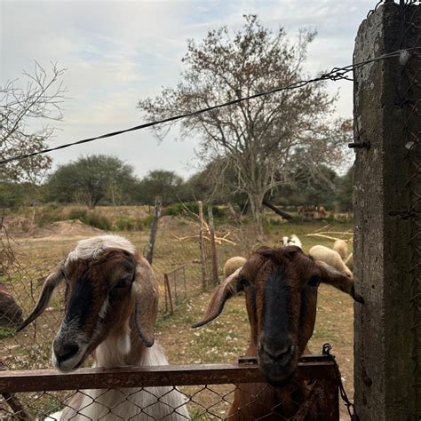 GRANJA LA PITUCA (2025) All You Need to Know BEFORE You Go (with Photos ...