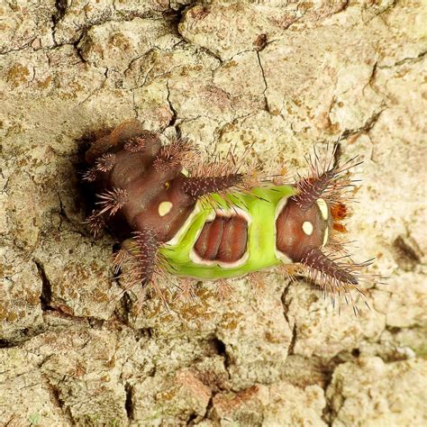Puss and Saddleback Caterpillars: Insects That Sting Humans - Owlcation