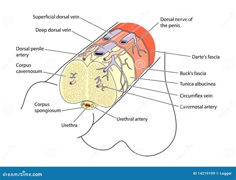 Anatomia del pene illustrazione vettoriale. Illustrazione di medico ...