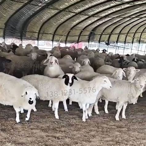 养羊大棚羊圈羊舍新式养殖大棚规模化养羊场羊舍肉羊养殖场建设