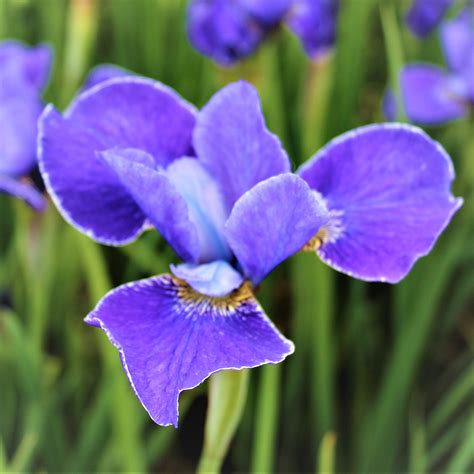 Siberian Iris Planting & Growing Guide - Easy to Grow – Easy To Grow Bulbs