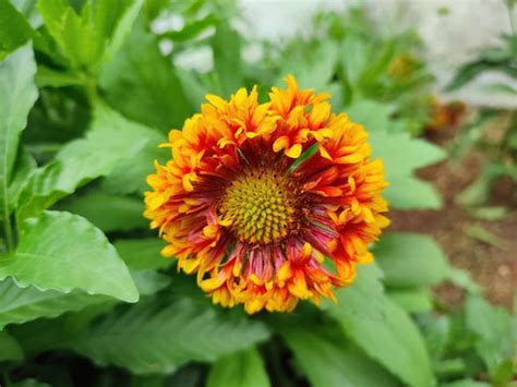 Summer flowers in India – Ugaoo