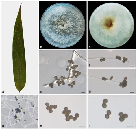 Three New Species of Apiospora (Amphisphaeriales, Apiosporaceae) on ...