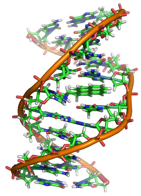 File:Benzopyrene DNA adduct 1JDG.png - Wikimedia Commons