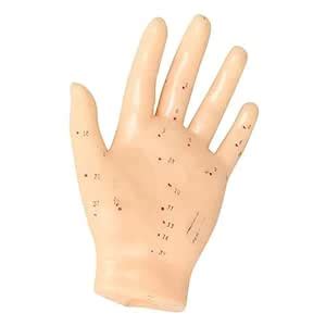 KIYO Meridian Model Human Acupuncture Point Human Hand Model Education ...
