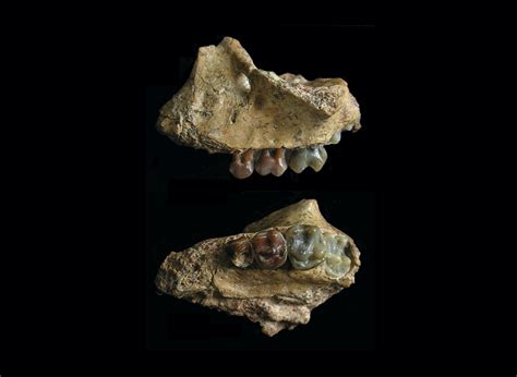 Earliest Gibbon Fossils Fill in the Gaps of Primate Evolution | Discover Magazine
