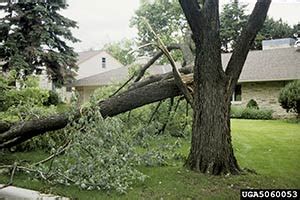 Planting Tree Guide NParks 的图像结果